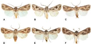 Attēlu rezultāti vaicājumam “Agrotis vestigialis”