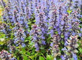 Attēlu rezultāti vaicājumam “Ajuga reptans flower”