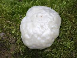 Attēlu rezultāti vaicājumam “Reticularia lycoperdon”
