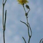 Attēlu rezultāti vaicājumam “Crepis tectorum fruit”
