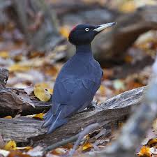 Attēlu rezultāti vaicājumam “Dryocopus martius adult”