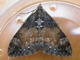 Attēlu rezultāti vaicājumam “Dysstroma truncata”