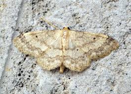 Attēlu rezultāti vaicājumam “Idaea biselata”