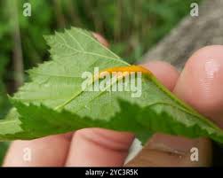 Attēlu rezultāti vaicājumam “Triphragmium ulmariae”