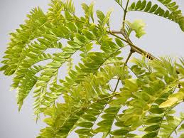 Attēlu rezultāti vaicājumam “Gleditsia triacanthos leaf”