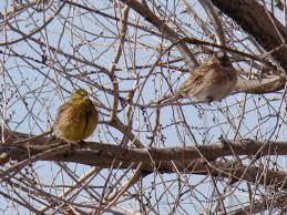 Image result for Emberiza leucocephalos