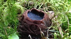 Attēlu rezultāti vaicājumam “Sarcosoma globosum”