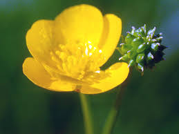 Attēlu rezultāti vaicājumam “Ranunculus cassubicus flower”