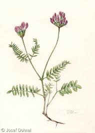 Attēlu rezultāti vaicājumam “Astragalus danicus”