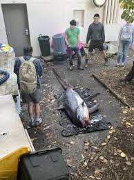 Image result for Alopias vulpinus