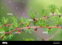 Attēlu rezultāti vaicājumam “Larix kaempferi leaf”