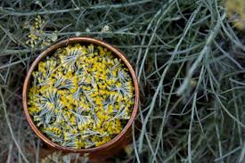 Image result for Helichrysum lindleyii