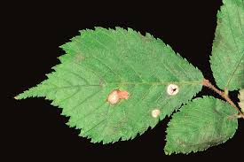 Attēlu rezultāti vaicājumam “Mycosphaerella ulmi”