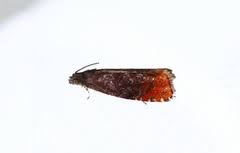 Attēlu rezultāti vaicājumam “Pammene rhediella”