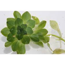 Attēlu rezultāti vaicājumam “Callitriche cophocarpa leaf”