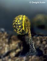 Attēlu rezultāti vaicājumam “Physarum luteolum spores”