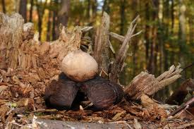 Attēlu rezultāti vaicājumam “Geastrum rufescens”