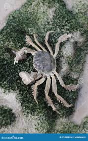 Image result for Eriocheir sinensis