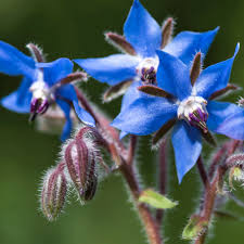 Attēlu rezultāti vaicājumam “Borago officinalis flower”