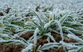 Image result for мороз