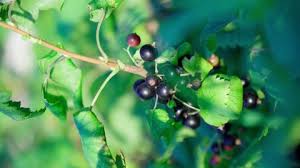 Attēlu rezultāti vaicājumam “Bryonia alba fruit”