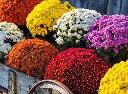 Image result for Chrysanthemum spectabile