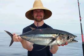 Image result for Thunnus alalunga