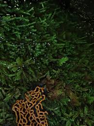 Attēlu rezultāti vaicājumam “Physarum flavidum”