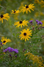 Image result for Rudbeckia