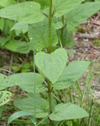Attēlu rezultāti vaicājumam “Scrophularia nodosa leaf”