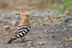 Attēlu rezultāti vaicājumam “Upupa epops adult”