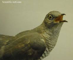 Attēlu rezultāti vaicājumam “Cuculus canorus adult”