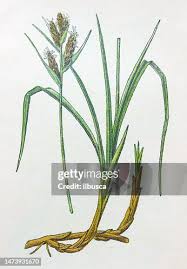 Attēlu rezultāti vaicājumam “Carex arenaria”