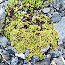 Attēlu rezultāti vaicājumam “Hedwigia ciliata”