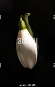 Attēlu rezultāti vaicājumam “Galanthus nivalis bud”