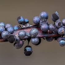 Attēlu rezultāti vaicājumam “Lamproderma arcyrioides macro”