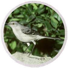 Image result for Mimus polyglottos