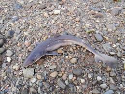 Image result for Carrick Angling Club