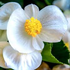 Attēlu rezultāti vaicājumam “Philadelphus coronarius flower”
