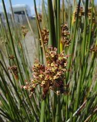 Attēlu rezultāti vaicājumam “Juncus nastanthus”