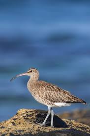 Attēlu rezultāti vaicājumam “Numenius arquata”