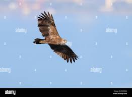 Attēlu rezultāti vaicājumam “Aquila pomarina adult”