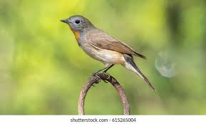 Image result for Ficedula albicilla