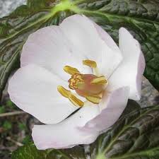Attēlu rezultāti vaicājumam “Podophyllum hexandrum flower”