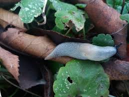 Attēlu rezultāti vaicājumam “Krynickillus melanocephalus”