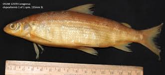 Image result for Coregonus clupeaformis