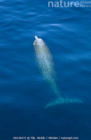 Image result for Hyperoodon ampullatus