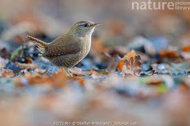 Attēlu rezultāti vaicājumam “Troglodytes troglodytes”