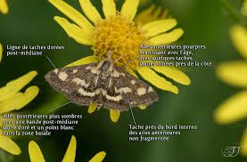 Attēlu rezultāti vaicājumam “Pyrausta purpuralis”