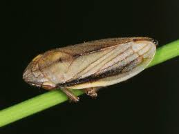 Attēlu rezultāti vaicājumam “Neophilaenus lineatus”